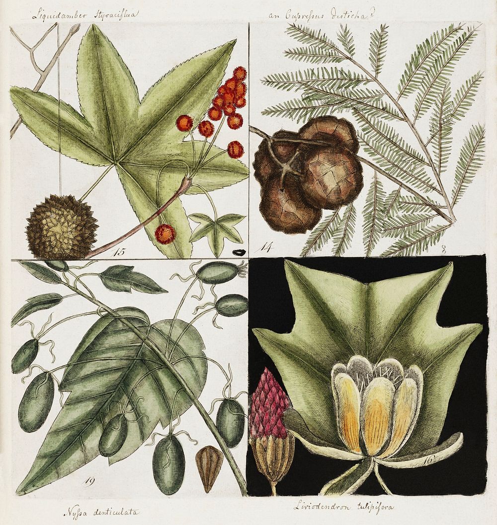 Cypress of America (Cupressus Americana), Sweet Gum Tree (Liquid-ambari arbor), Tulip Tree (Arbor tulipifera Virginiana) and…