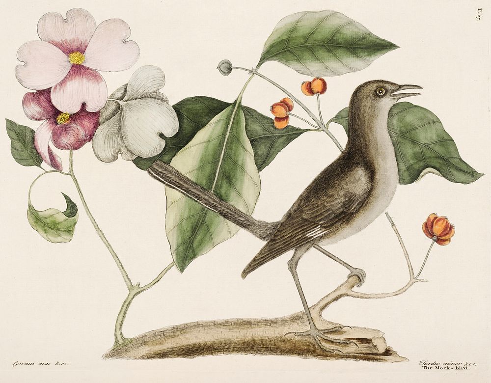 Mock Bird (Turdus minor) from The Natural History of Carolina, Florida, and the Bahama Islands (1754) by Mark Catesby (1683…