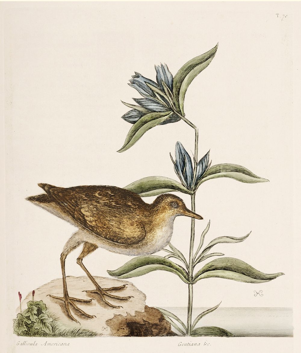 Gallinule (Gallinula americana) from The Natural History of Carolina, Florida, and the Bahama Islands (1754) by Mark Catesby…