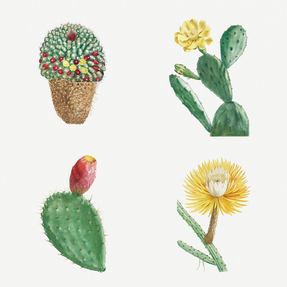 Set of succulents and cacti illustration