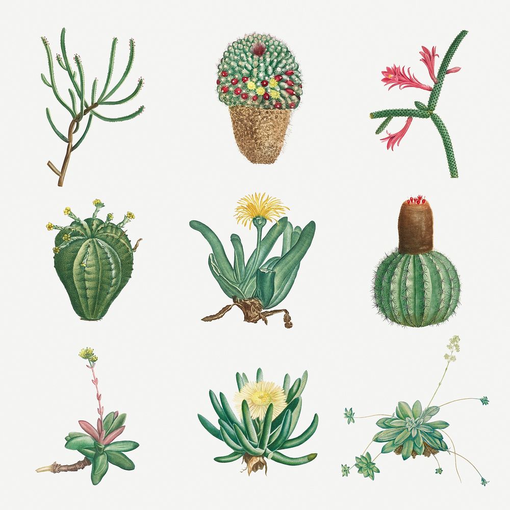 Set of succulents and cacti illustration