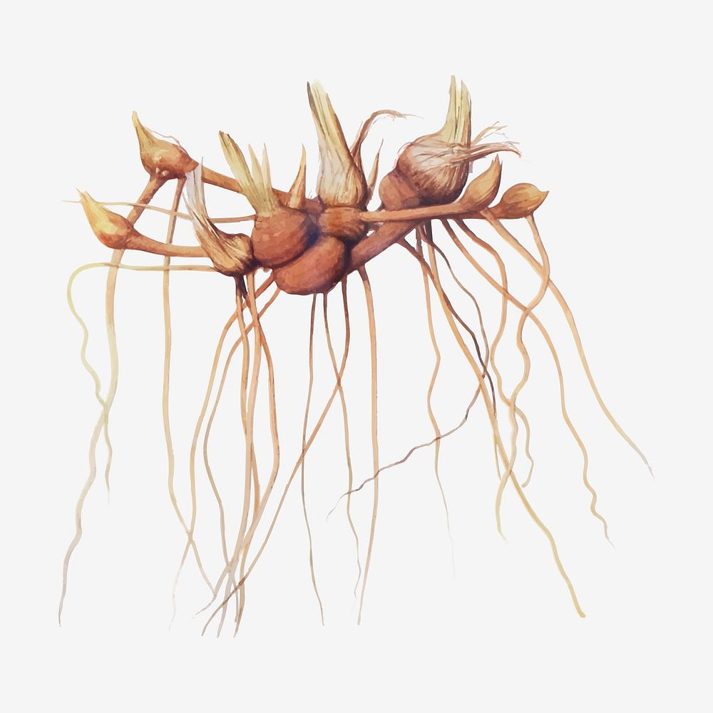 Vintage Iris flower root illustration vector