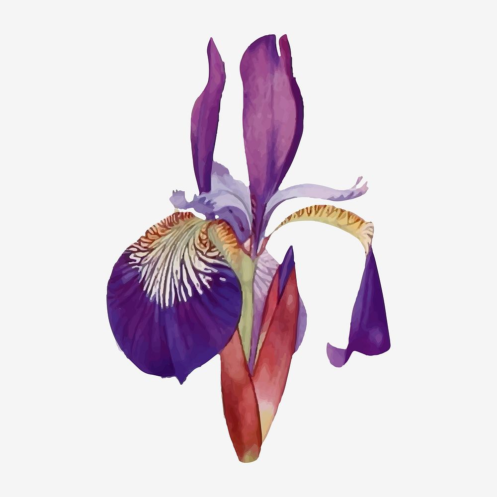 Vintage Iris flower illustration vector