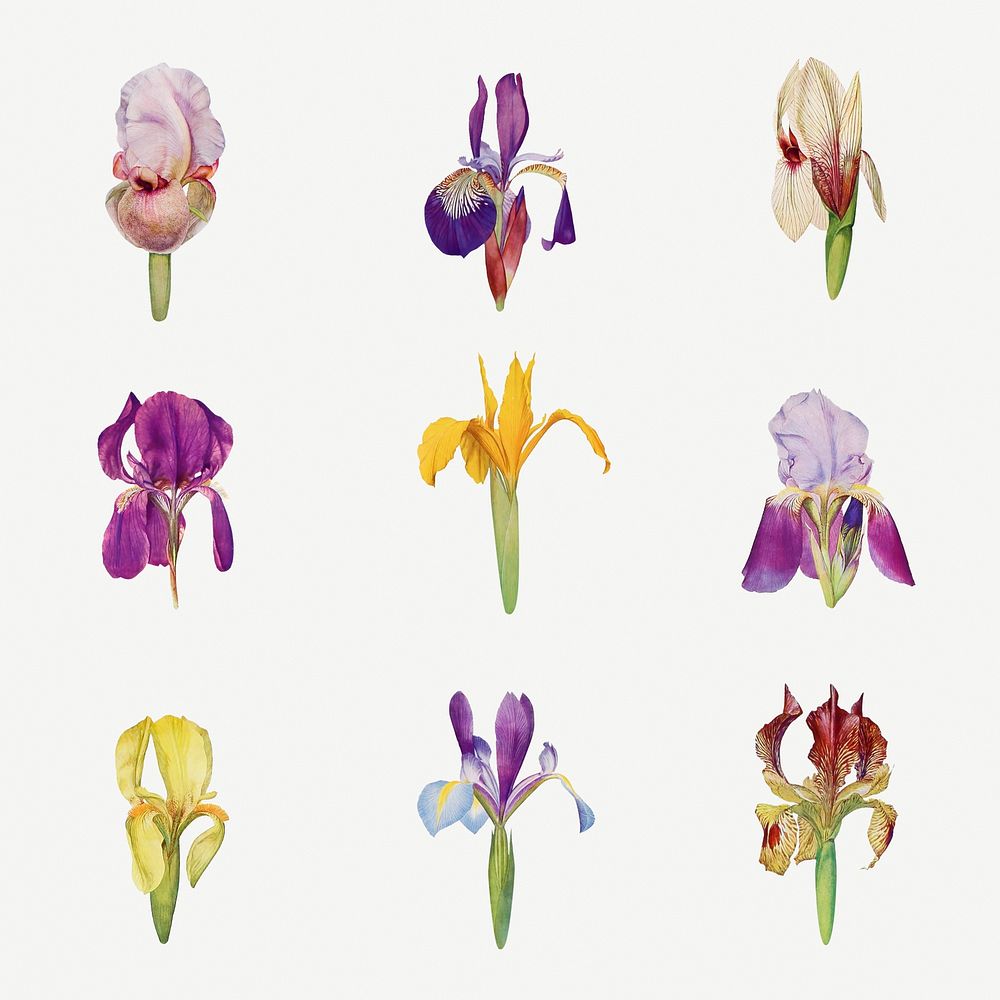 Vintage Iris flower illustration collection template