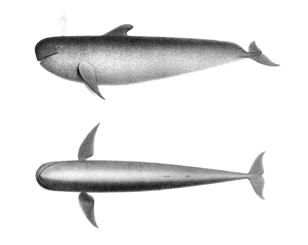 Vintage illustrations of The Blackfish