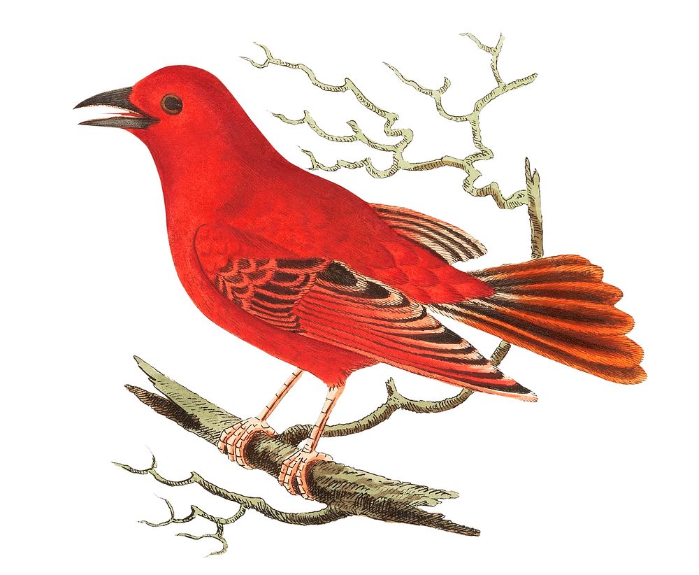 Mississippi Tanager illustration from The Naturalist's Miscellany (1789-1813) by George Shaw (1751-1813)