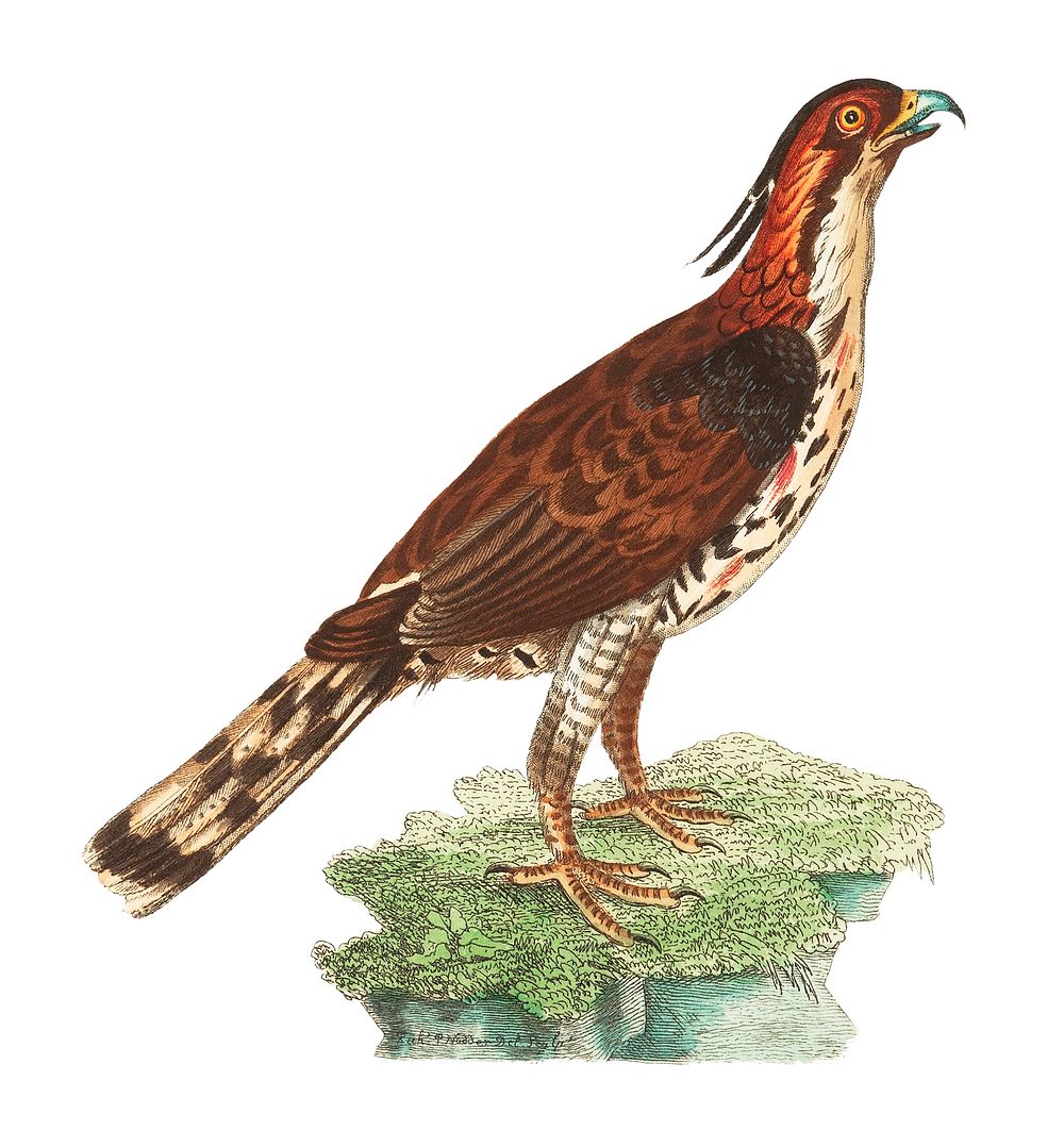Illustration of rare falcon from The Naturalist's Miscellany (1789-1813) by George Shaw (1751-1813)