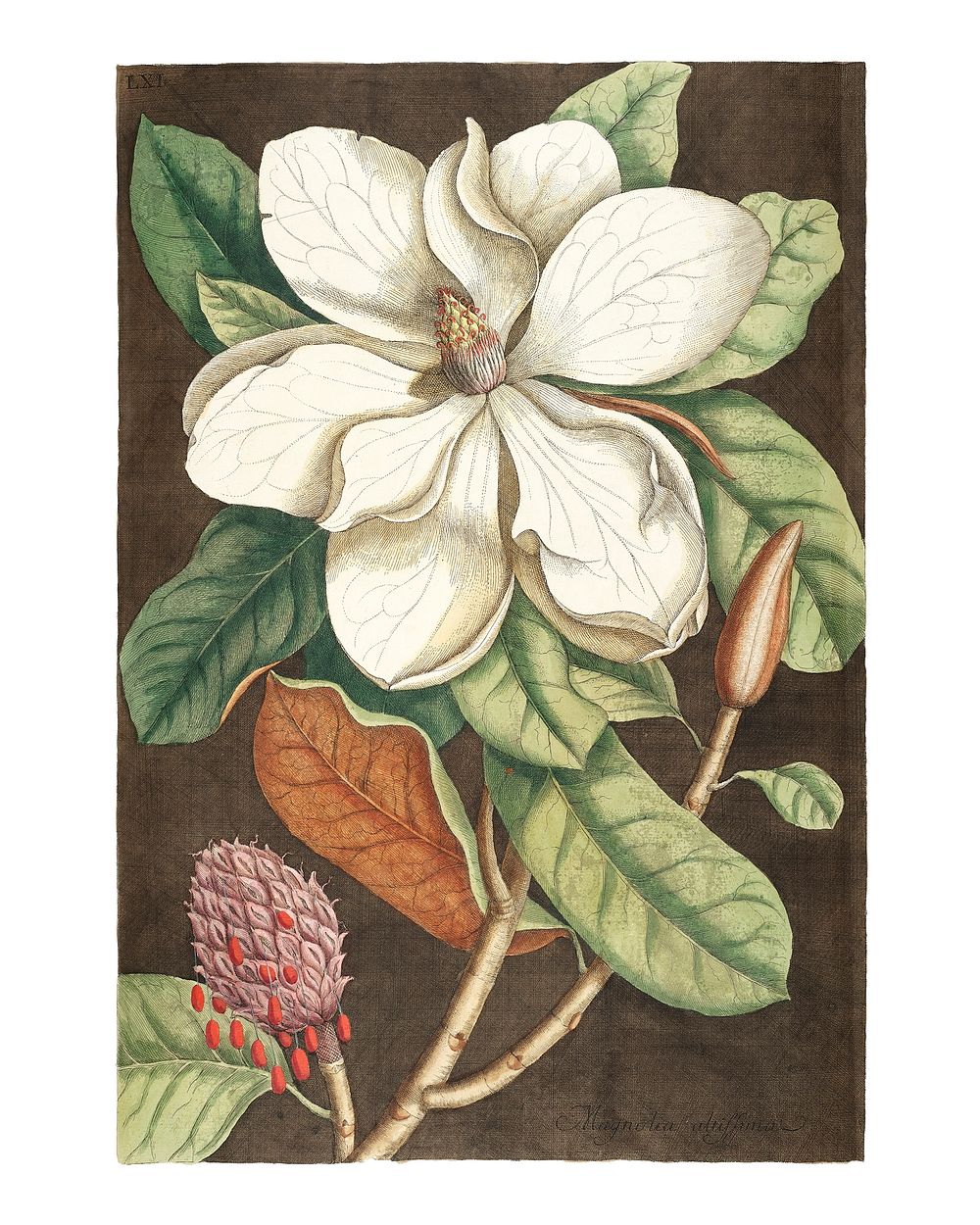 Vintage Laurel Tree (Magnolia altissima) illustration wall art print and poster.