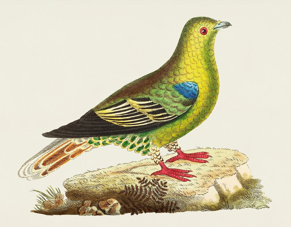 Vintage illustration of Madagascar pigeon or Green pigeon