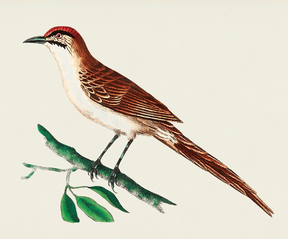 Double-streakeed Warbler illustration from The Naturalist's Miscellany (1789-1813) by George Shaw (1751-1813)
