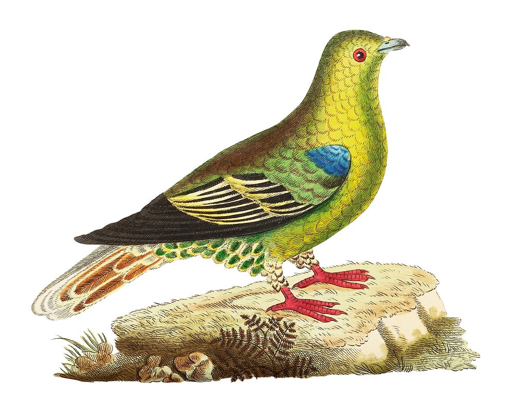 Madagascar pigeon or Green pigeon illustration from The Naturalist's Miscellany (1789-1813) by George Shaw (1751-1813)