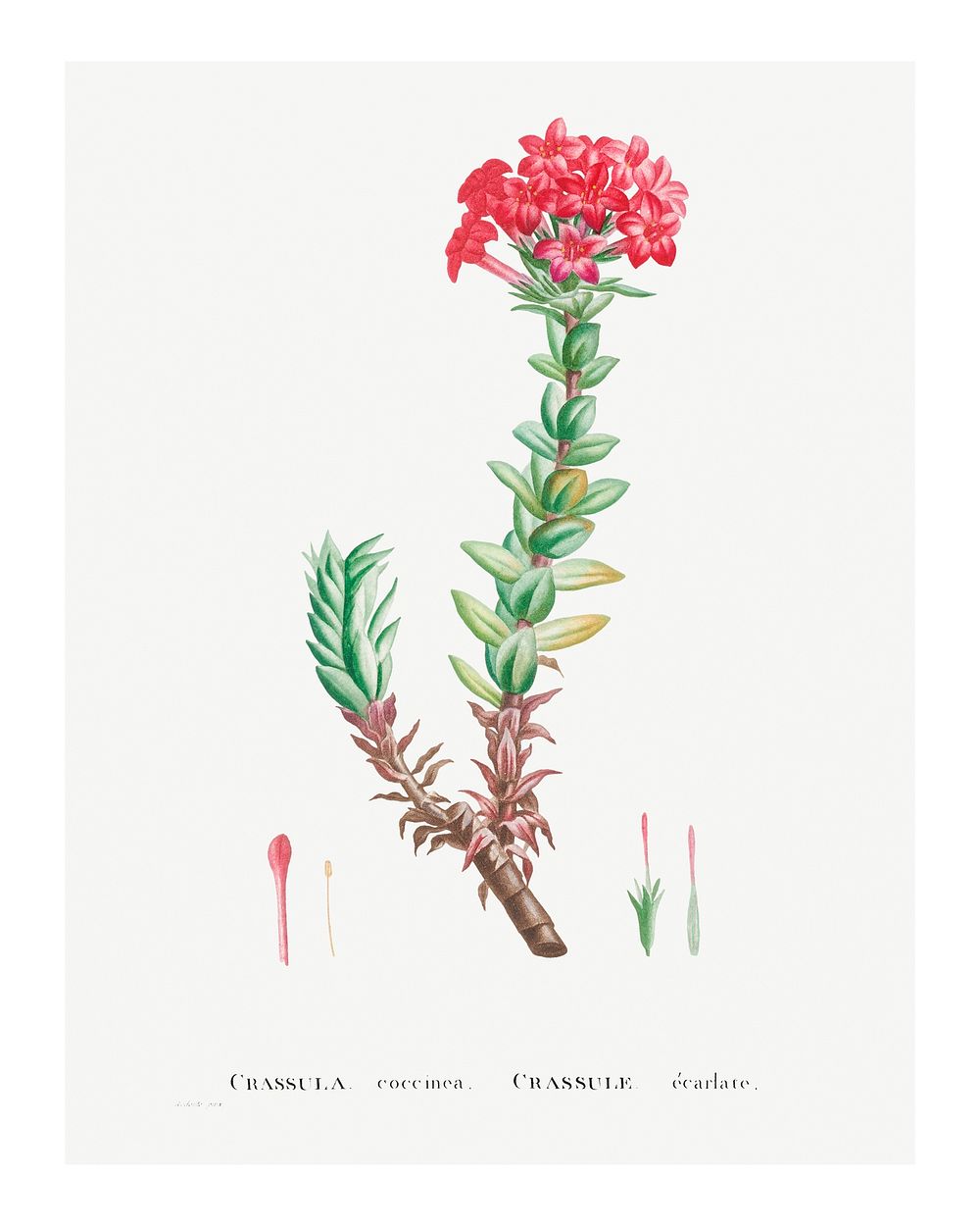 Crassula Coccinea (Red Crassula) wall art print and poster from Histoire des Plantes Grasses (1799) by Pierre-Joseph…