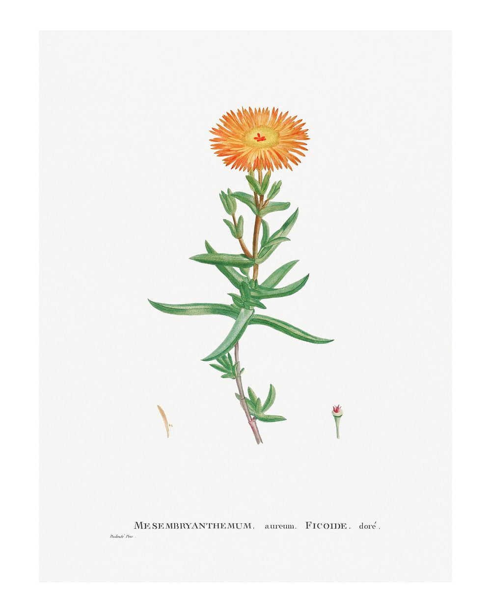 Mesembryanthemum Aureum (Golden Fig&ndash;Marigold) wall art print and poster. Histoire des Plantes Grasses (1799) by Pierre…