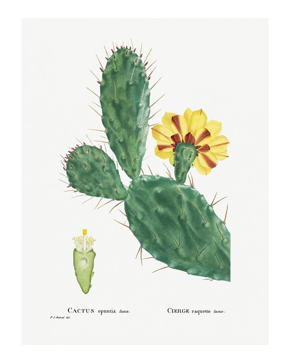 Cactus Opuntia Tuna (Prickly Pear) wall art print and poster from Histoire des Plantes Grasses (1799) by Pierre-Joseph…