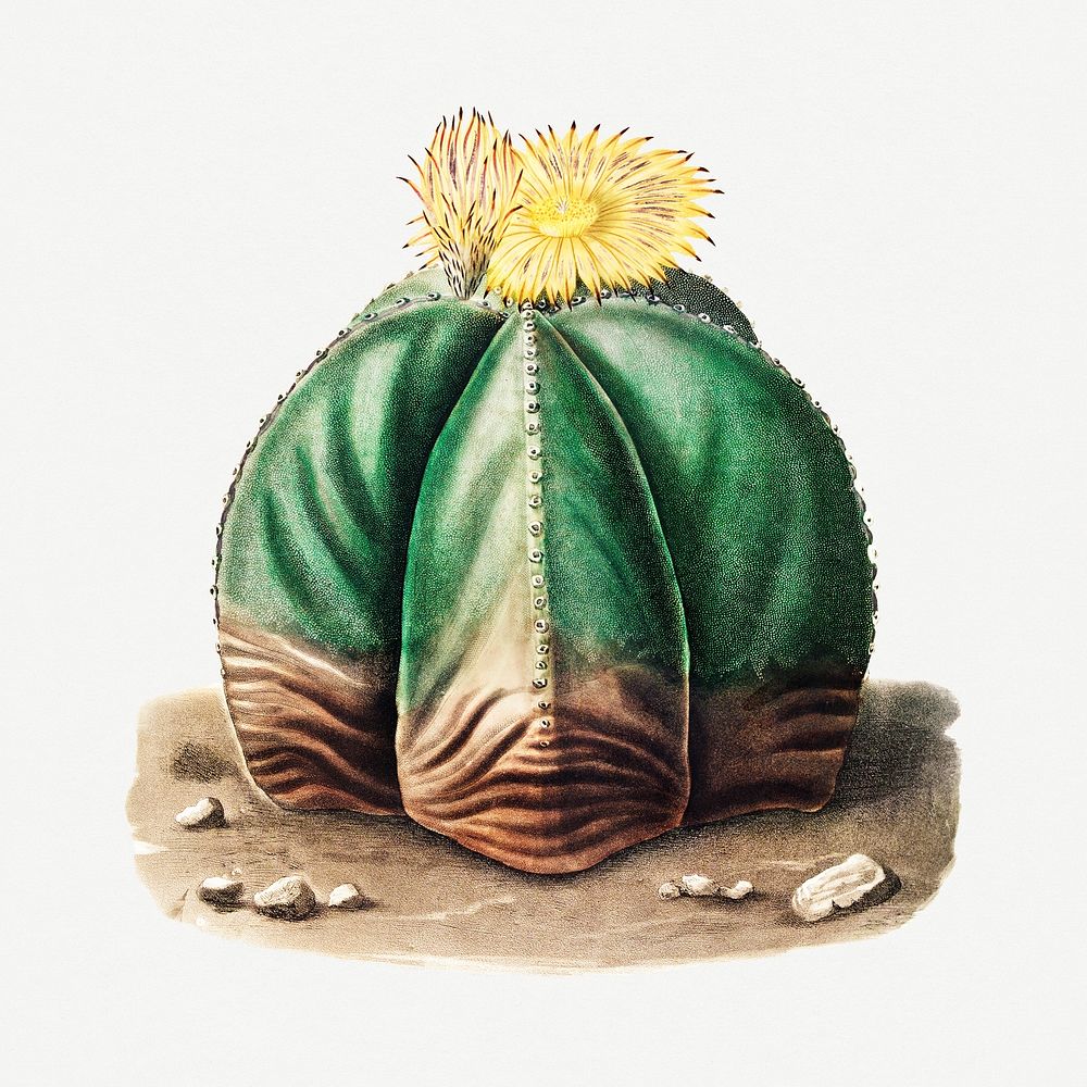 Vintage bishop's cap cactus design element