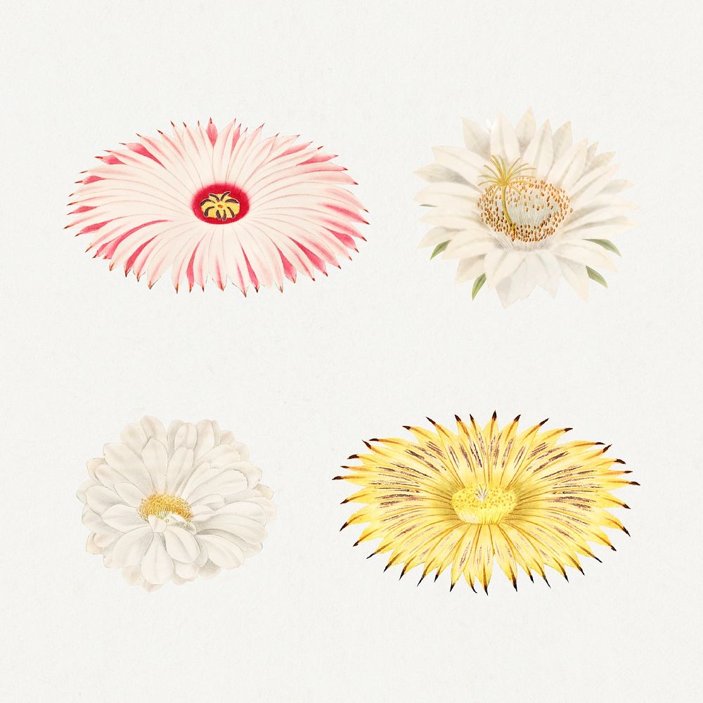 Vintage cactus flower illustration set