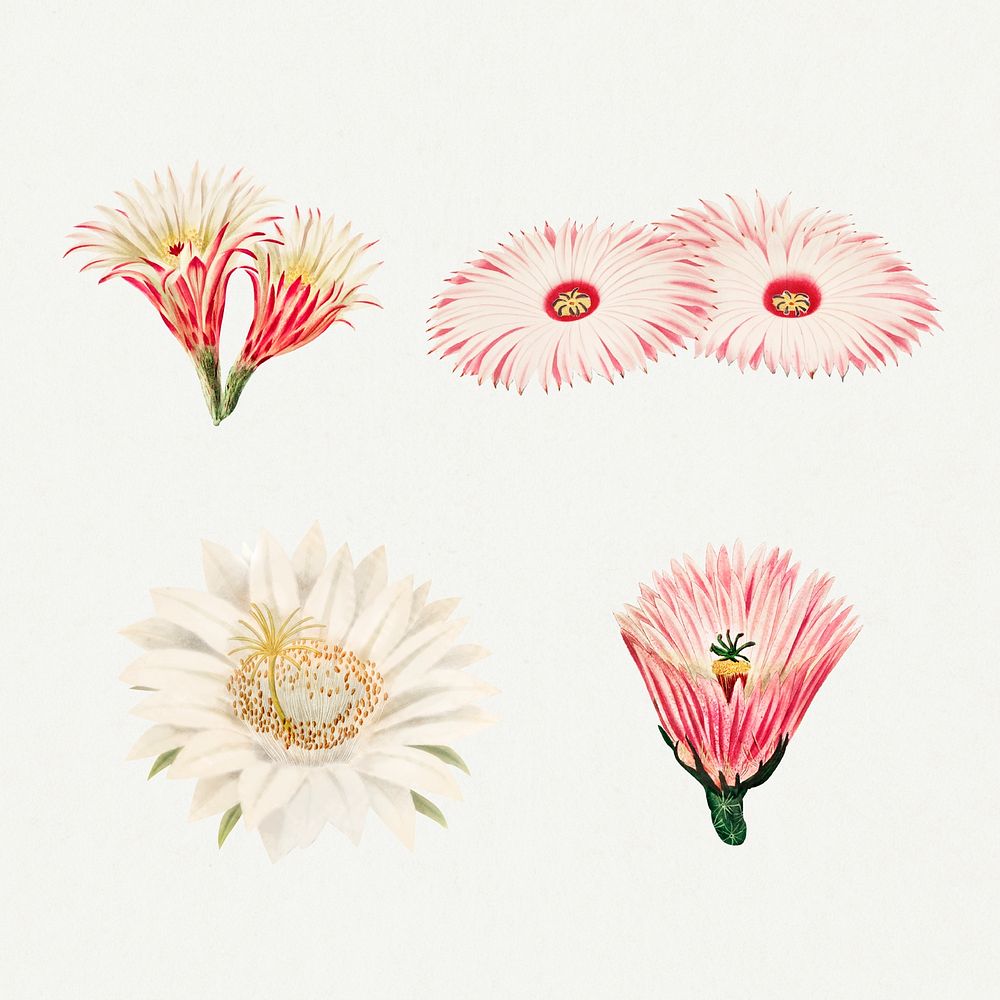 Vintage cactus flower illustration set