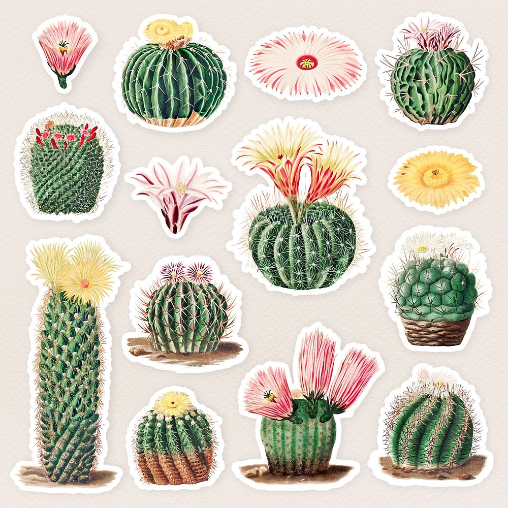 Vintage cactus sticker collection