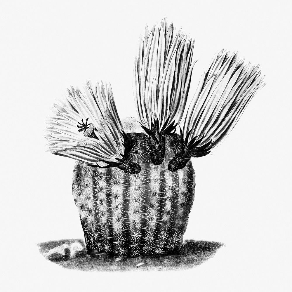 Vintage black and white rainbow cactus design element