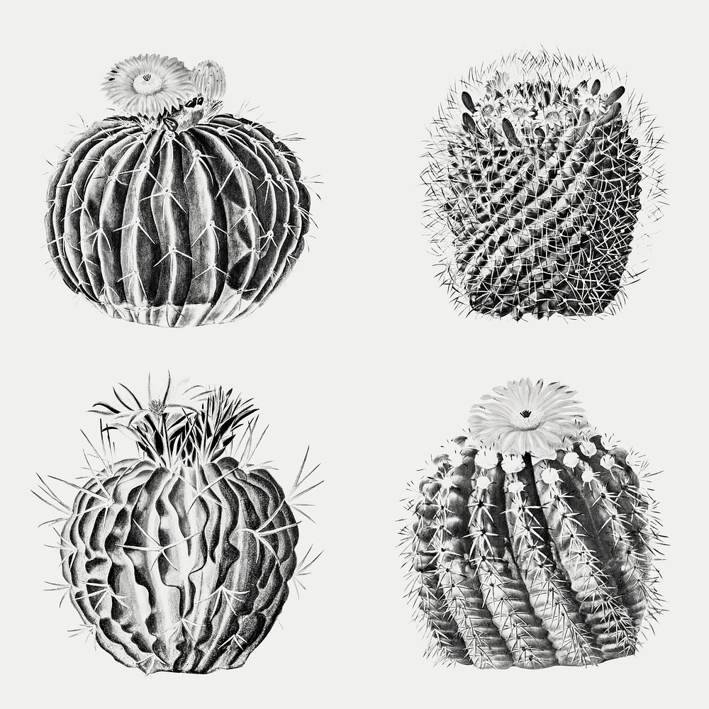 Vintage black and white cactus with flower illustration set