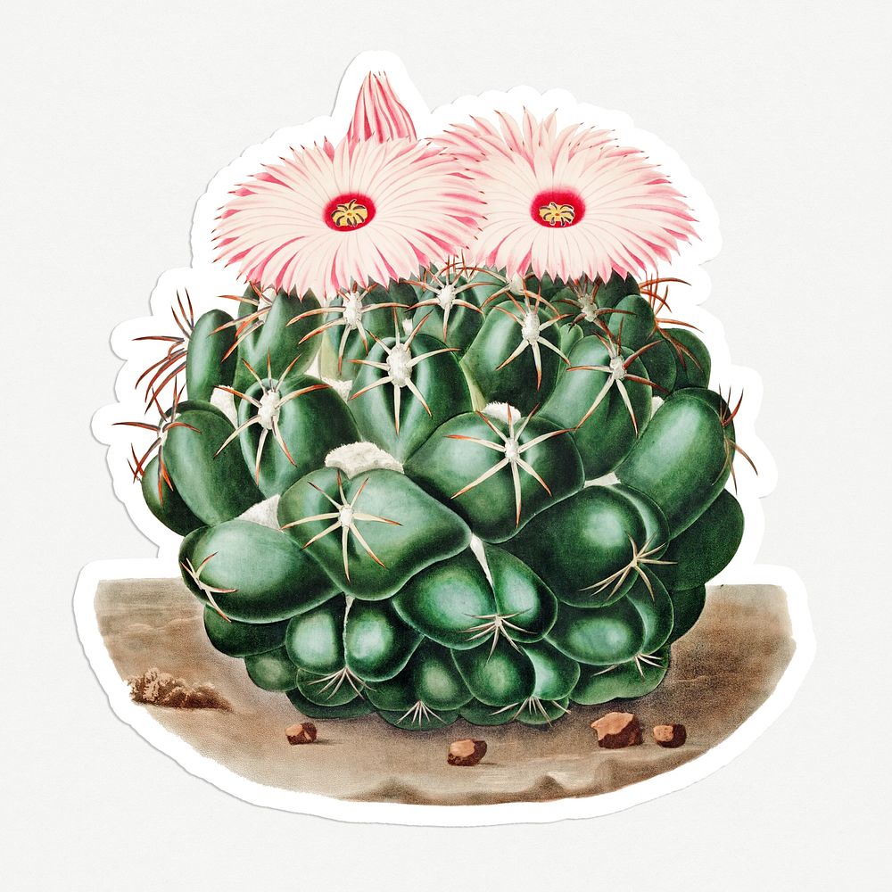 Vintage elephant's tooth cactus sticker with white border