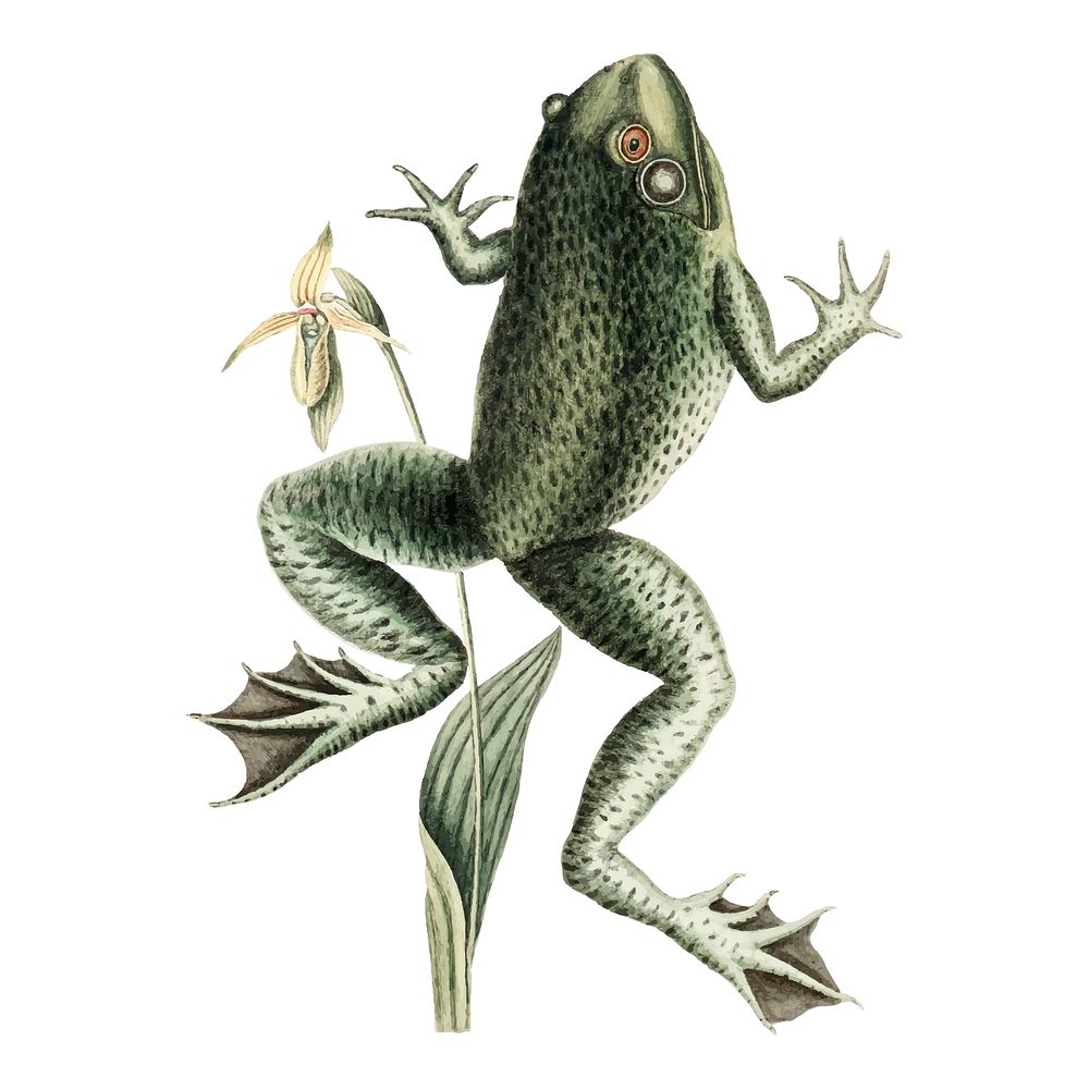 Vintage frog illustration