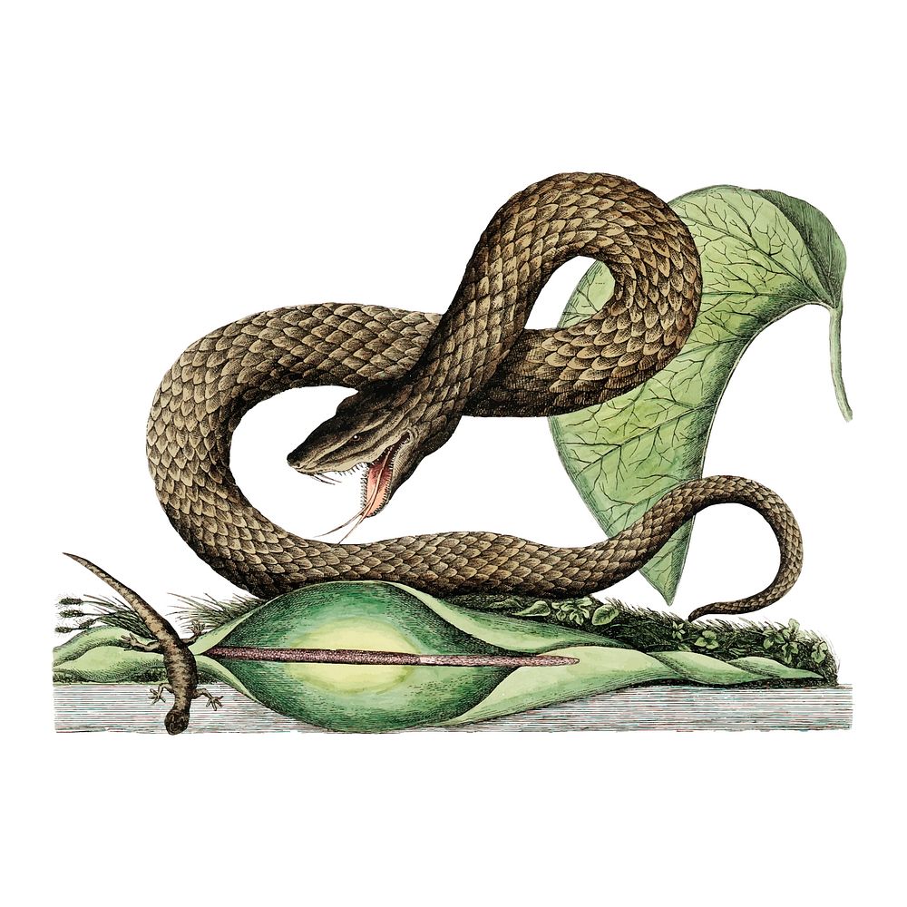 Vintage snake illustration