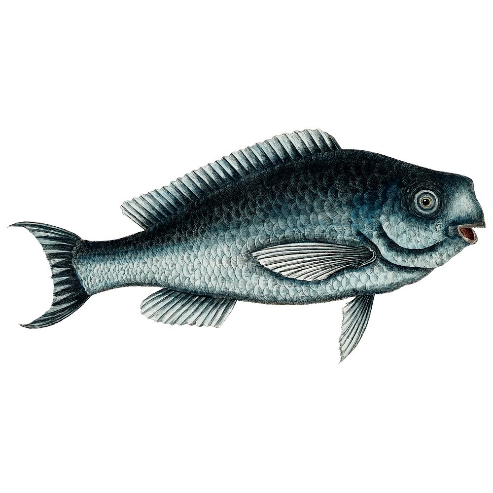 Vintage fish illustration