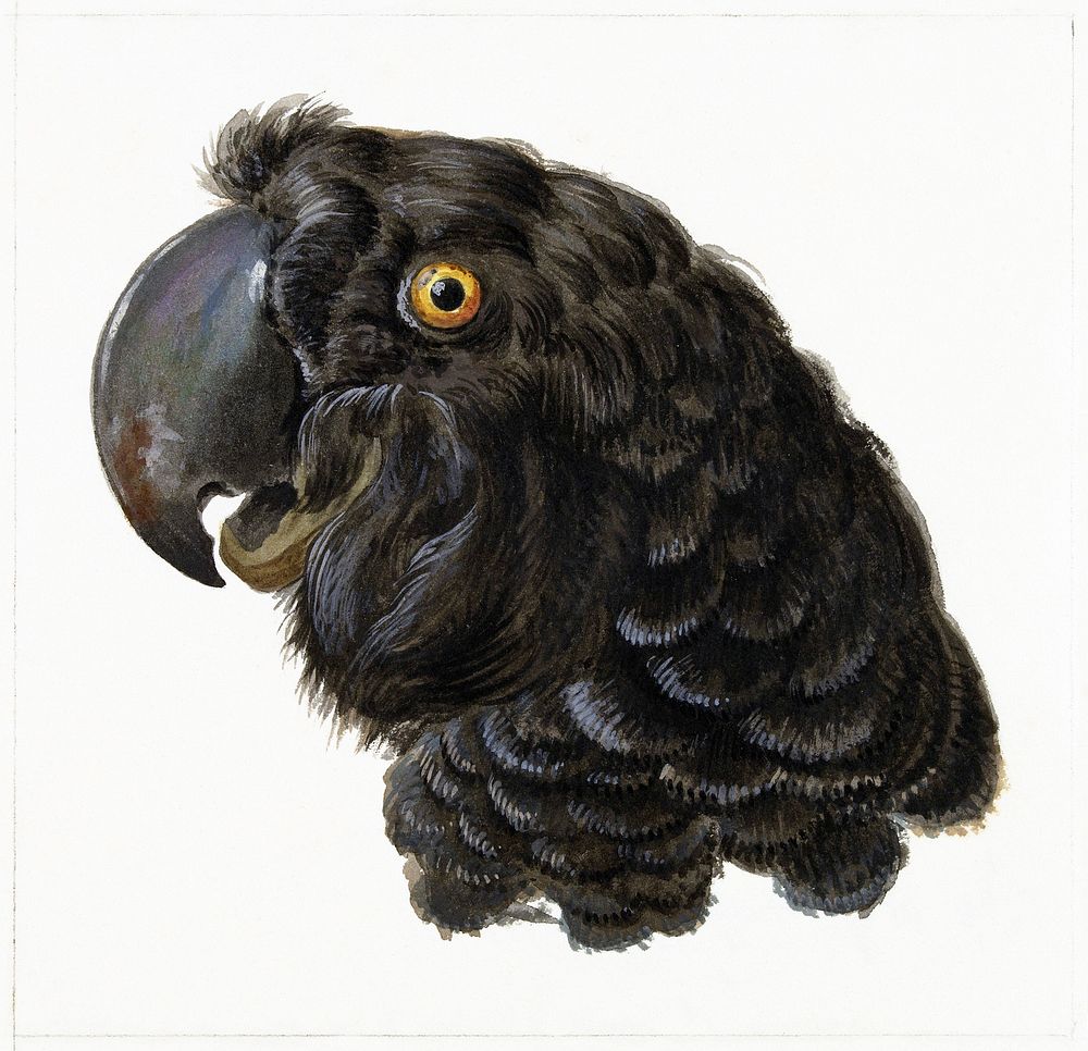 Head of a Cockatoo (1725&ndash;1792) painting in high resolution by Aert Schouman. Original from The Rijksmuseum. Digitally…