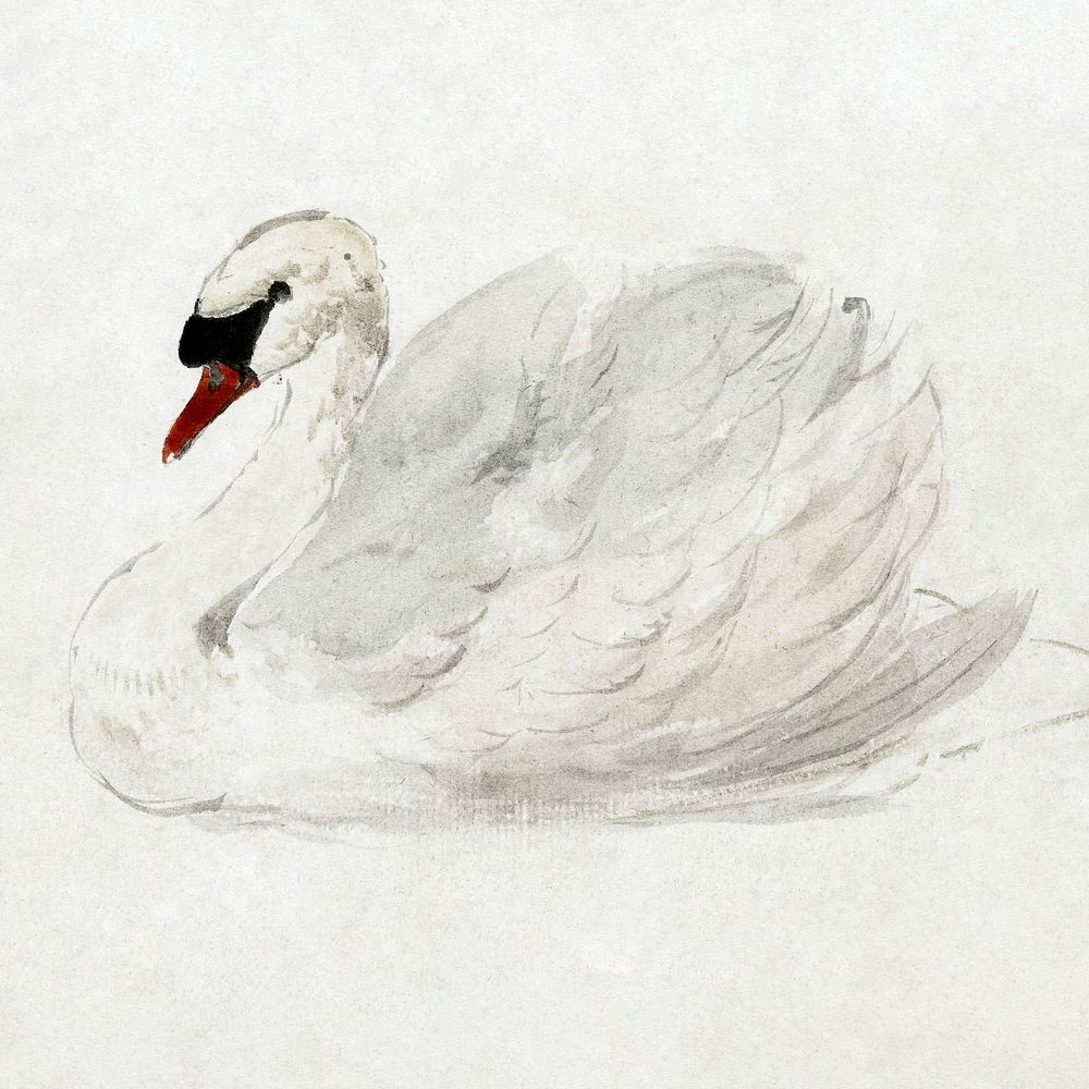 Mute swan (ca. 1720&ndash;1792) drawing in high resolution by Aert Schouman. Original from The Rijksmuseum. Digitally…