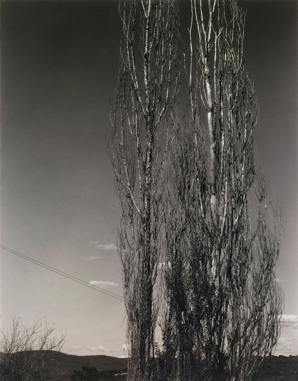 The Two Poplars, Lake George (1934) photo in high resolution by Alfred Stieglitz. Original from the Saint Louis Art Museum.…