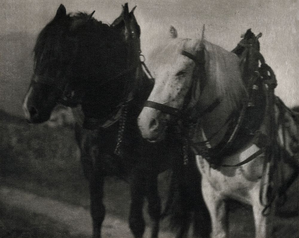 Horses during 20th century photo in high resolution by Alfred Stieglitz. Original from the Minneapolis Institute of Art.…