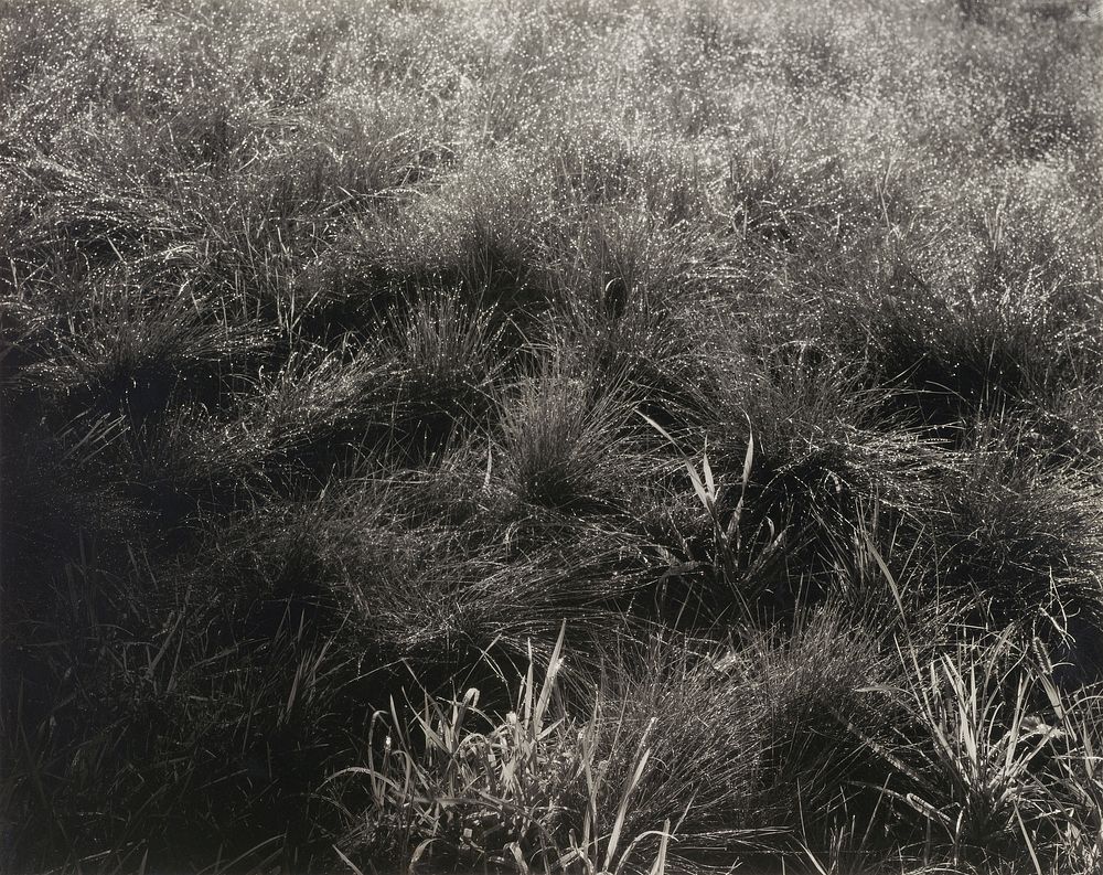 Grasses (1933) photo in high resolution by Alfred Stieglitz. Original from the Getty. Digitally enhanced by rawpixel.