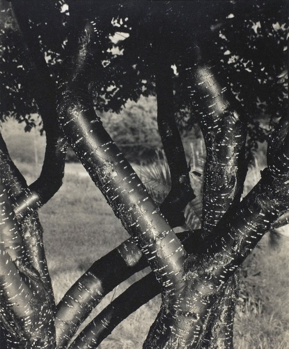The Dancing Trees (1922) by Alfred Stieglitz. Original from The Art Institute of Chicago. Digitally enhanced by rawpixel.