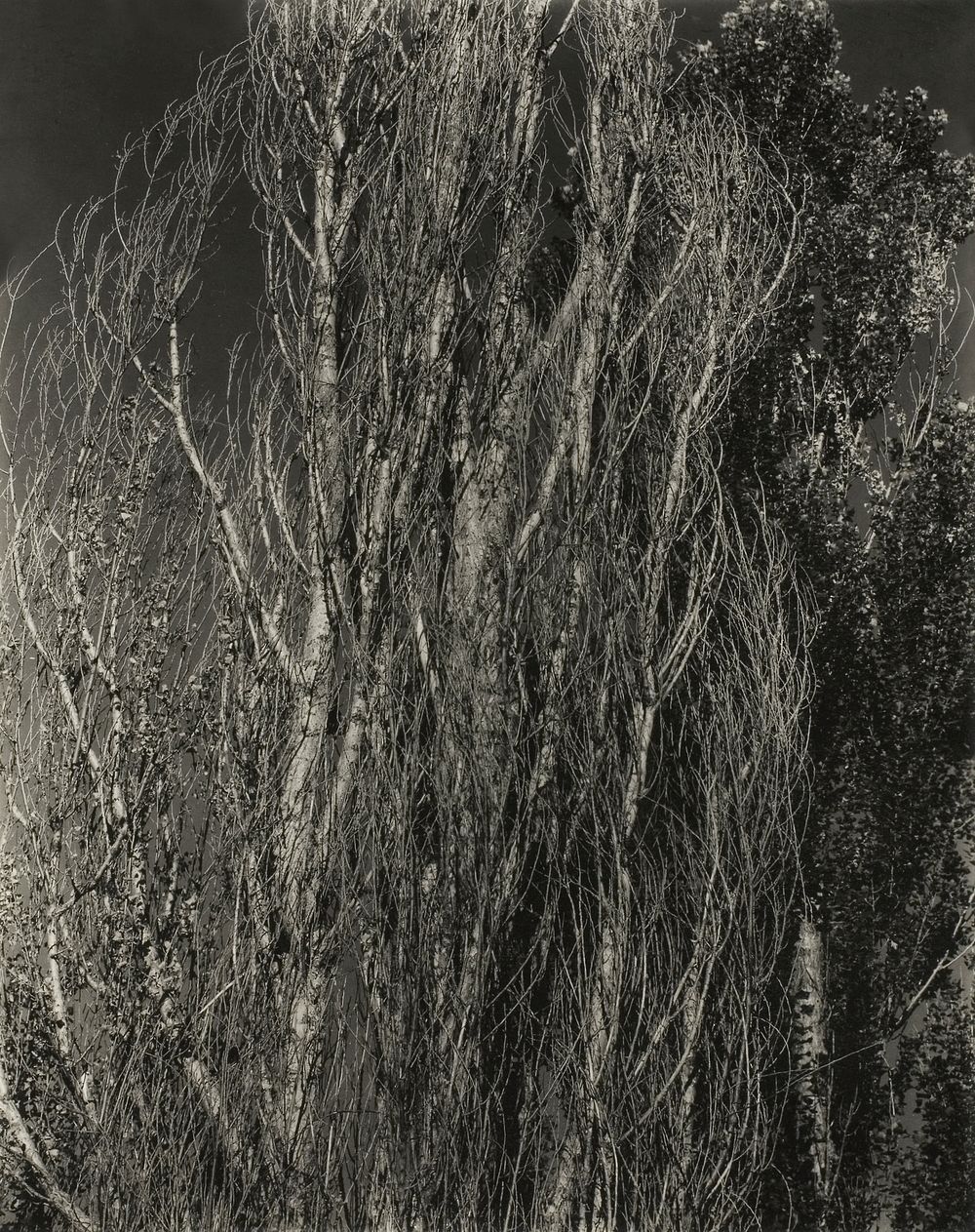 Poplars&mdash;Lake George (1932) by Alfred Stieglitz. Original from The Art Institute of Chicago. Digitally enhanced by…