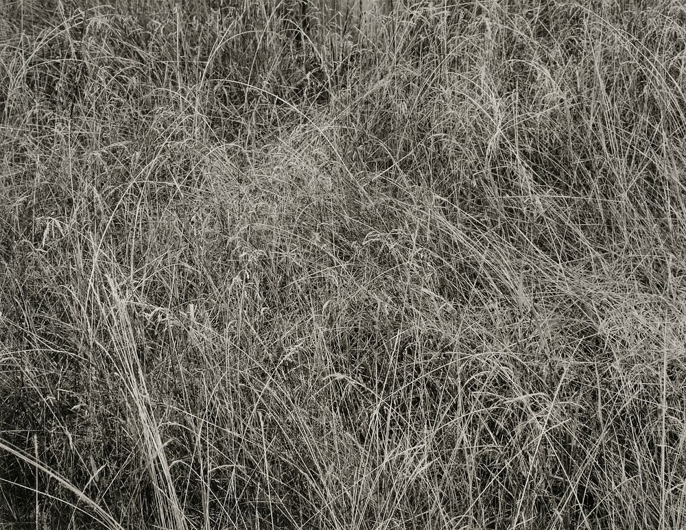 Grass (1933) by Alfred Stieglitz. Original from The Art Institute of Chicago. Digitally enhanced by rawpixel.