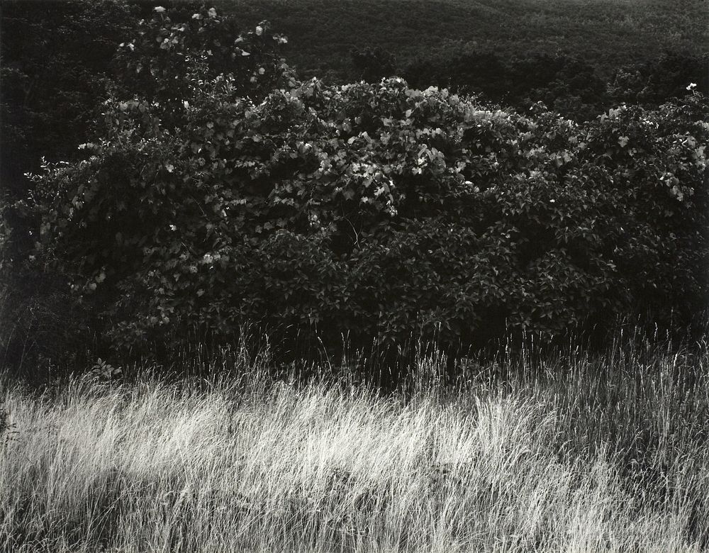 Hedge and Grasses&ndash;Lake George (1933) by Alfred Stieglitz. Original from The Art Institute of Chicago. Digitally…