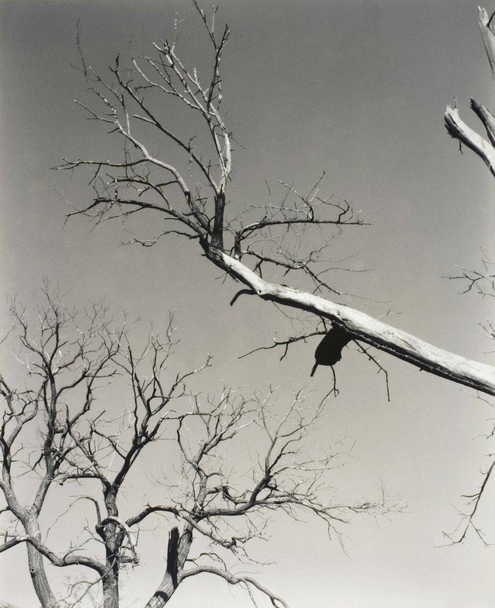 The Dying Chestnut Tree&mdash;My Teacher (1927) by Alfred Stieglitz. Original from The Art Institute of Chicago. Digitally…
