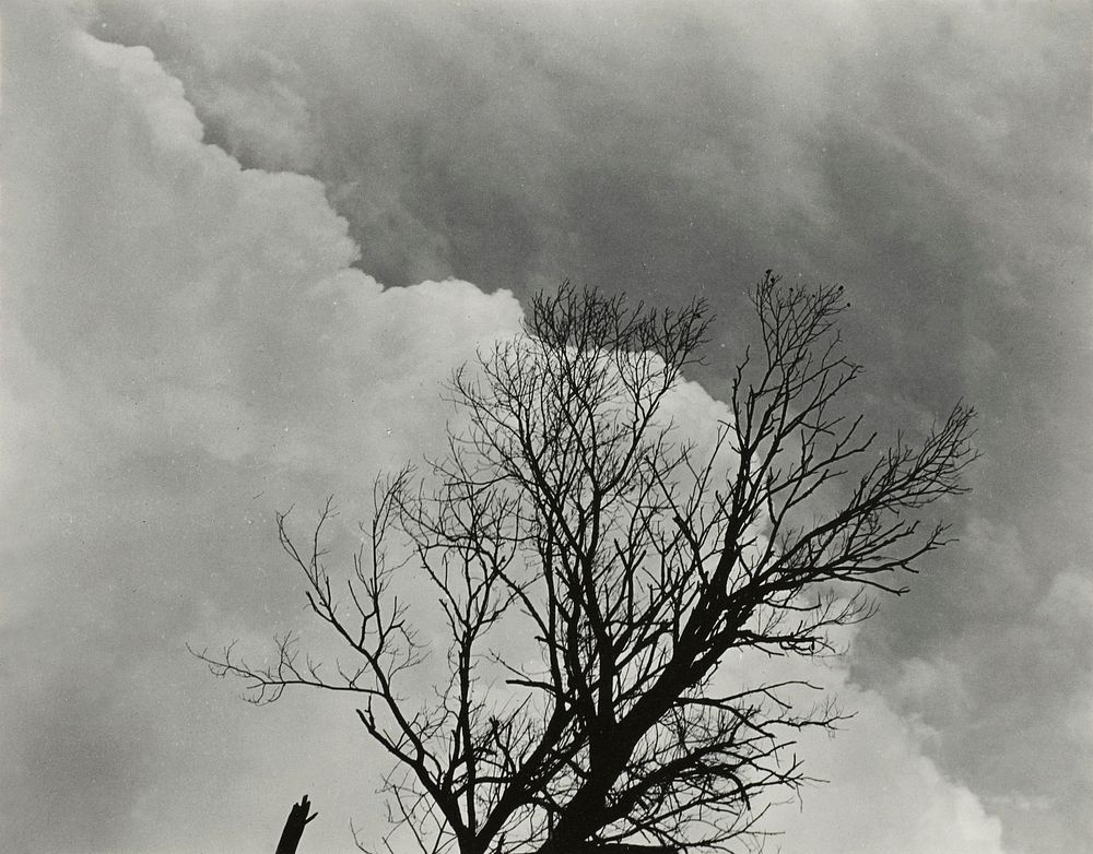 Tree Set 3 (1924) by Alfred Stieglitz. Original from The Art Institute of Chicago. Digitally enhanced by rawpixel.