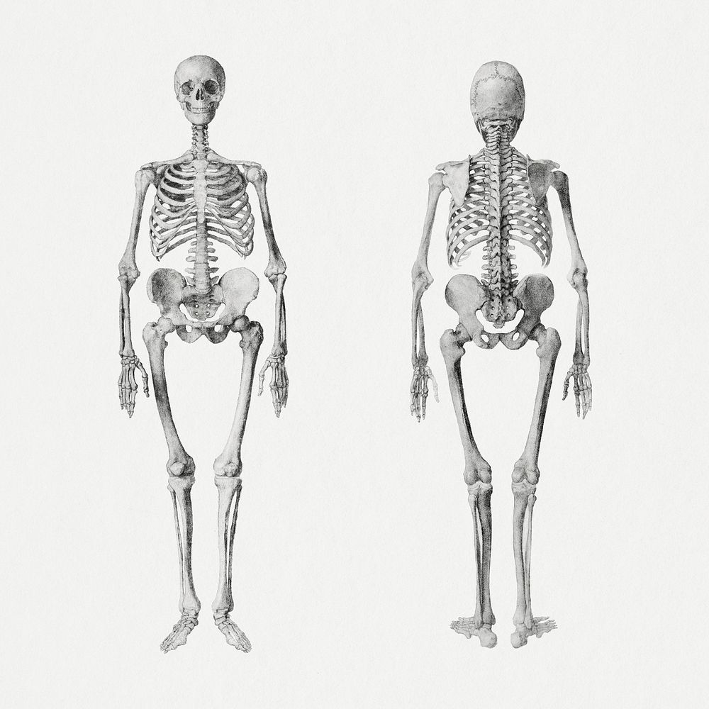 Human skeletons drawing, remixed from artworks by George Stubbs