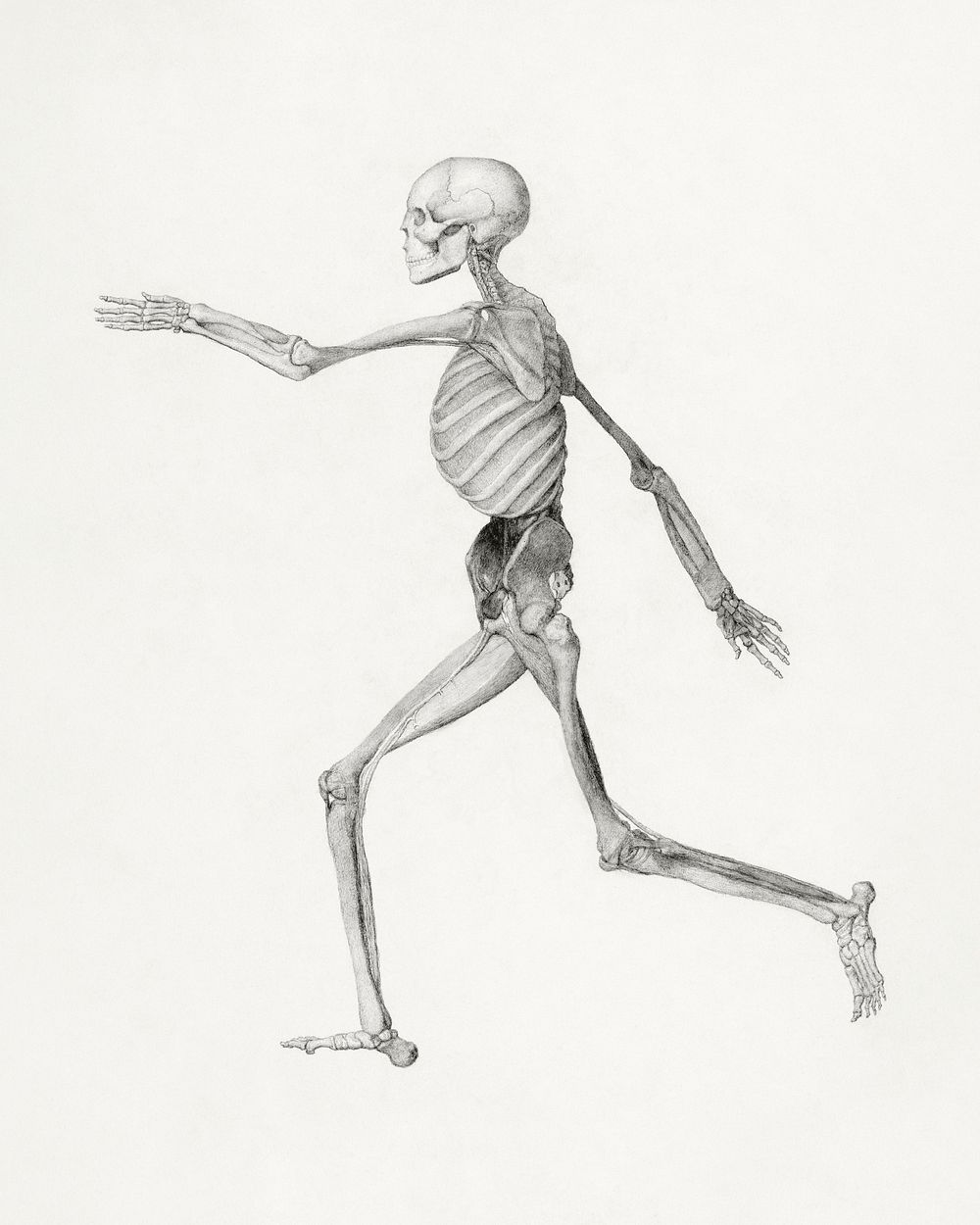 Human Skeleton, Lateral View (Close to the Final Study for Table III But Differs in Detail), (1795&ndash;1806) drawing in…