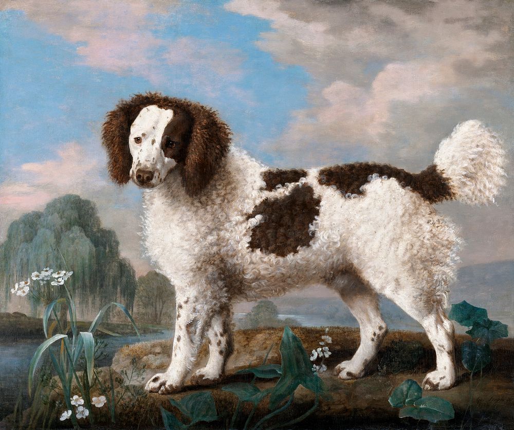 Brown and White Norfolk or Water Spaniel (1778) painting in high resolution by George Stubbs. Original from The Yale…