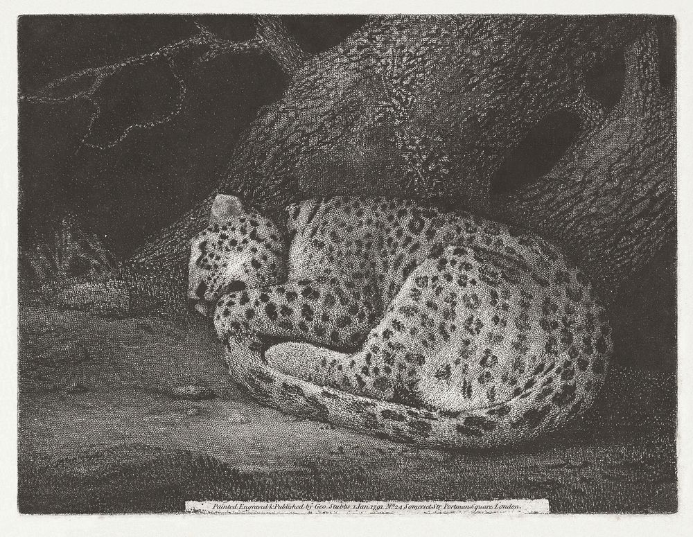 A Sleeping Leopard (1791) print in high resolution by George Stubbs. Original from The MET Museum. Digitally enhanced by…
