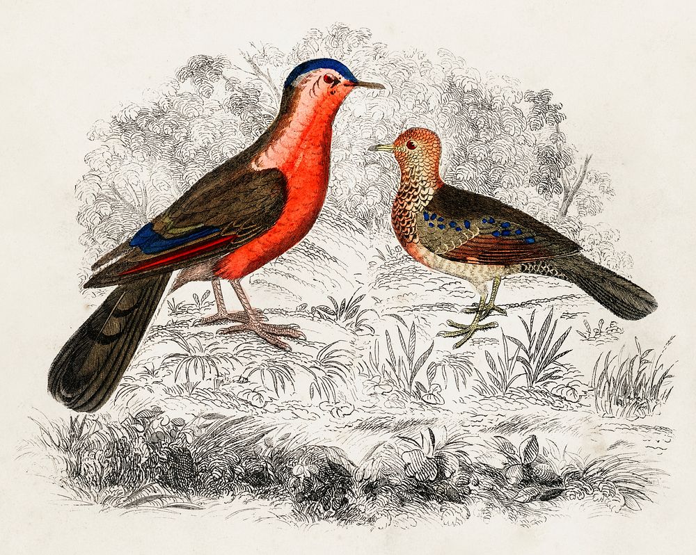 Hand drawn sketch of birds by Oliver Goldsmith (1730-1774). Digitally enhanced from our own original edition. 