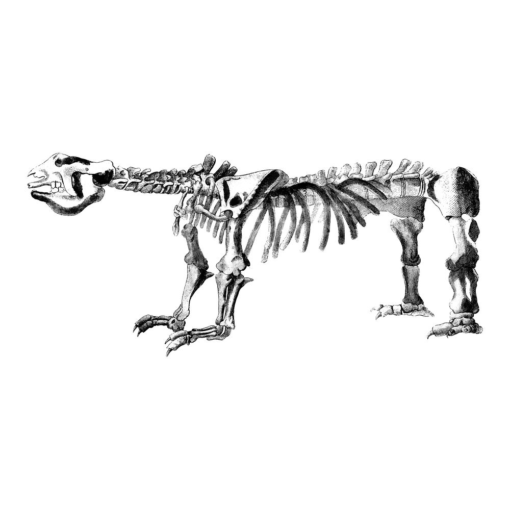 Vintage illustrations of Animal bone structures