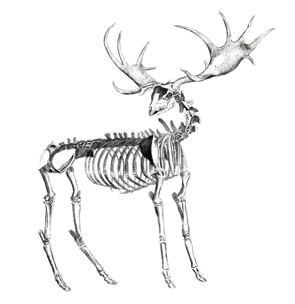 Vintage illustrations of animal bone structures