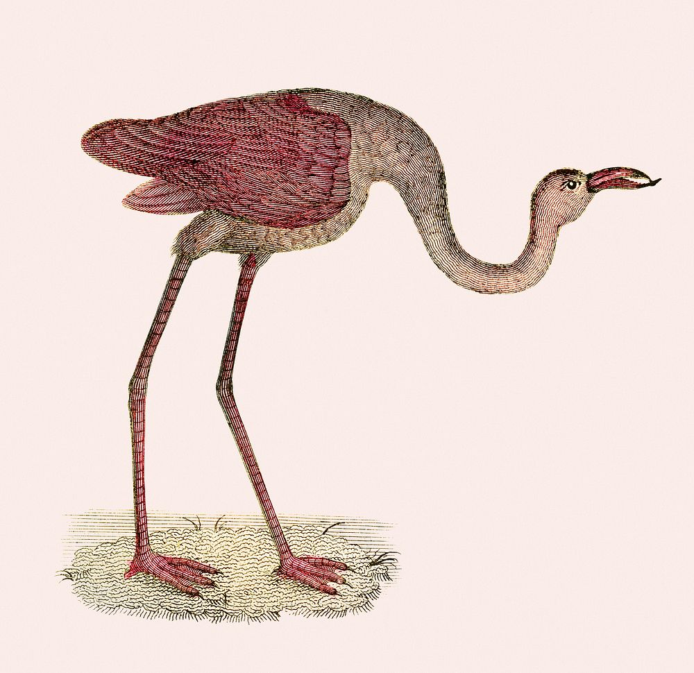 Vintage illustration of flightless bird: Coll