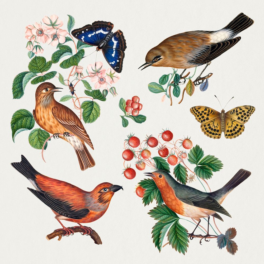 Vintage birds, butterflies, botanical sticker psd set, remixed from artworks by James Bolton