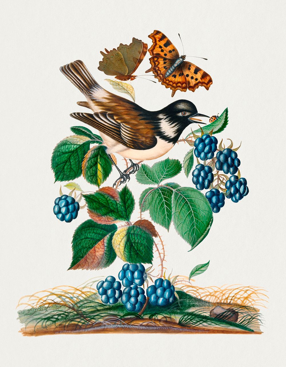 White-cheeked Starling, bramble and Eurasian Comma and Seven-Spotted Ladybird Beetle on leaf from the Natural History…