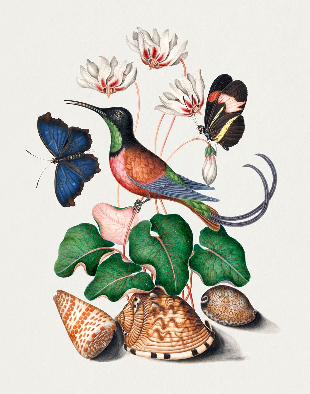 Crimson topaz hummingbird, Cyclamen, Red Postman and shells from the Natural History Cabinet of Anna Blackburne (1768)…